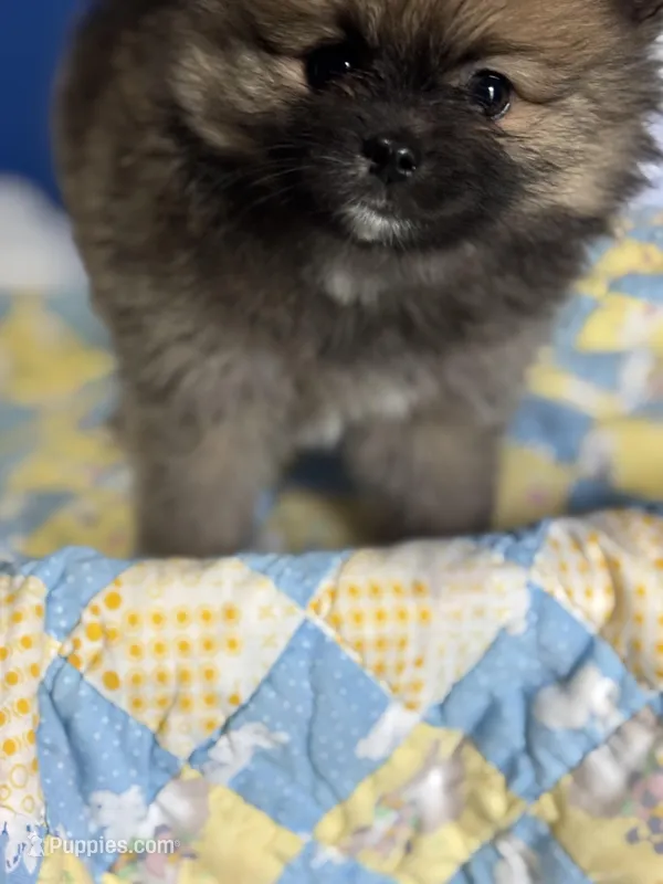 Trixie – Pomeranian puppy for sale in Olive Branch, MS