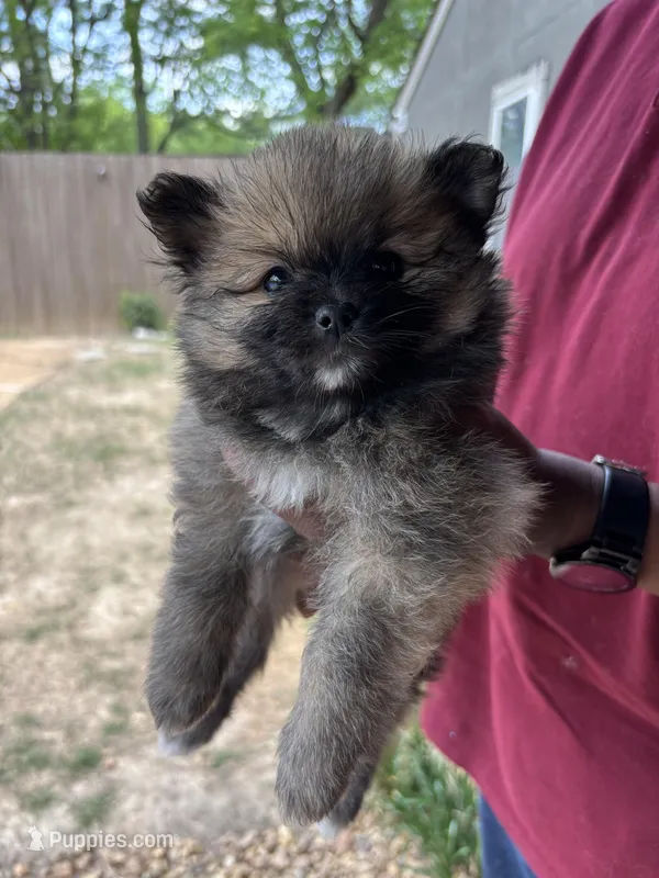 Trixie – Pomeranian puppy for sale in Olive Branch, MS