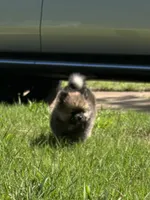 Trixie, a female Pomeranian for sale in Olive Branch, MS – Photo 2 of 2