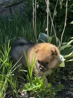 Presley, a female Pomeranian for sale in Olive Branch, MS – Photo 3 of 3