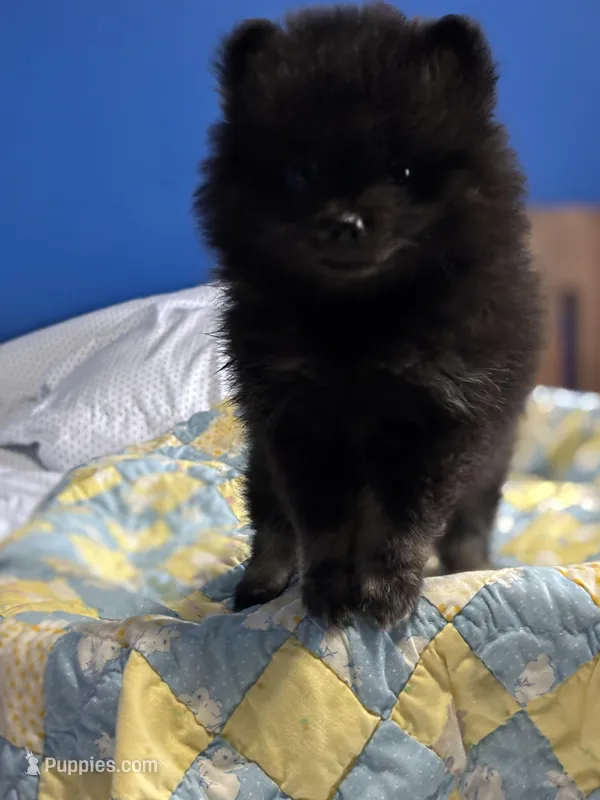 Elvie – Pomeranian puppy for sale in Olive Branch, MS