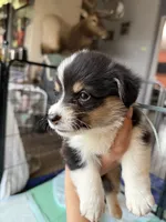 Light blue collar, a male Pembroke Welsh Corgi for sale in Alamosa, CO – 1 of 2