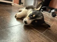 Pink Collar tri, a female Pembroke Welsh Corgi for sale in Alamosa, CO – 6 of 7