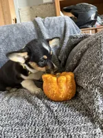 Yellow collar, a female Pembroke Welsh Corgi for sale in Alamosa, CO – 1 of 2