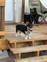 Blue collar"chunk", a male Pembroke Welsh Corgi for sale in Alamosa, CO – 3 of 6