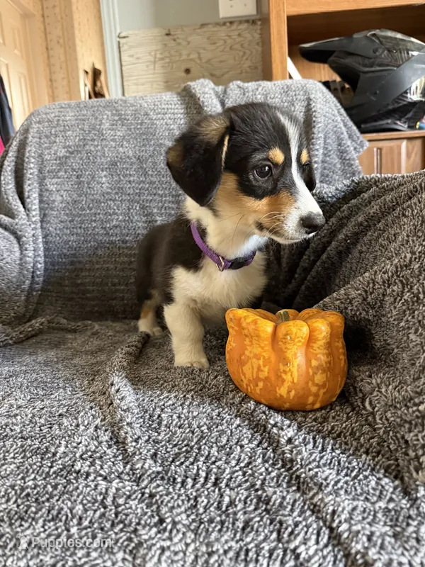 Purple collar – Pembroke Welsh Corgi puppy for sale in Alamosa, CO