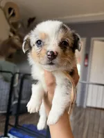 Pink collar, a female Pembroke Welsh Corgi for sale in Alamosa, CO – 2 of 2