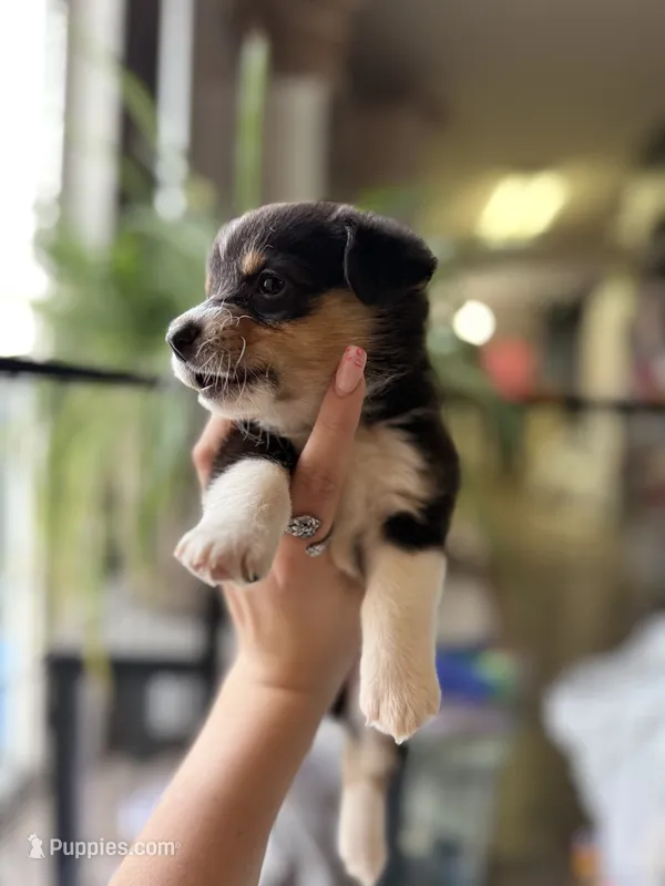 Yellow collar – Pembroke Welsh Corgi puppy for sale in Alamosa, CO