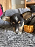 Yellow collar, a female Pembroke Welsh Corgi for sale in Alamosa, CO – 2 of 2