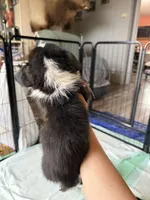 white collar, a female Pembroke Welsh Corgi for sale in Alamosa, CO – 2 of 2