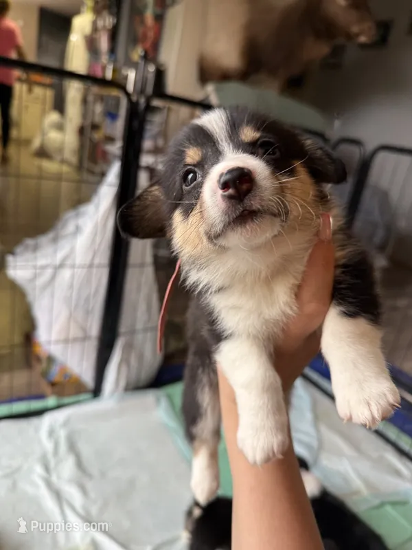 Collar – Pembroke Welsh Corgi puppy for sale in Alamosa, CO