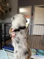 Pink collar, a female Pembroke Welsh Corgi for sale in Alamosa, CO – 1 of 2