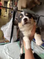 white collar, a female Pembroke Welsh Corgi for sale in Alamosa, CO – 1 of 2
