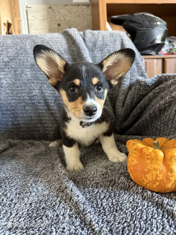 white collar – Pembroke Welsh Corgi puppy for sale in Alamosa, CO