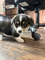 Blue collar"chunk", a male Pembroke Welsh Corgi for sale in Alamosa, CO – 6 of 6