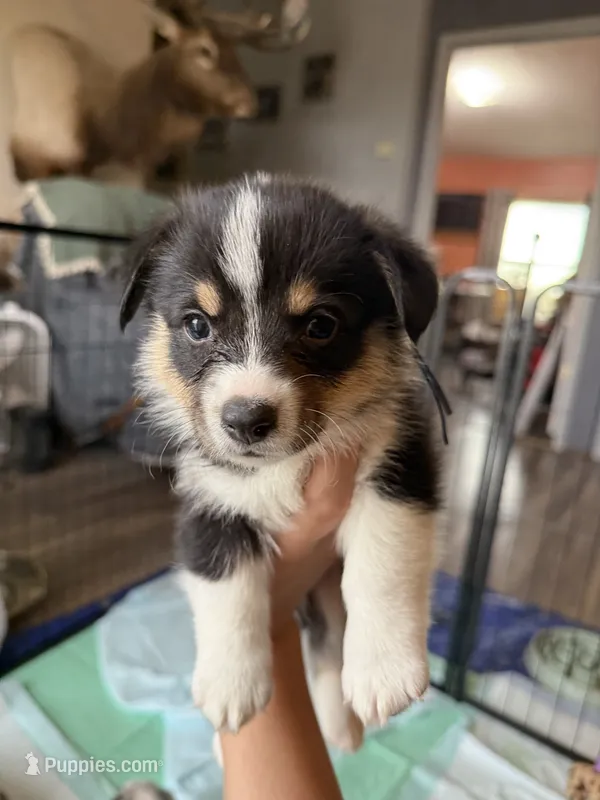 Blue collar – Pembroke Welsh Corgi puppy for sale in Alamosa, CO