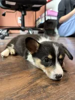 Pink Collar tri, a female Pembroke Welsh Corgi for sale in Alamosa, CO – 7 of 7
