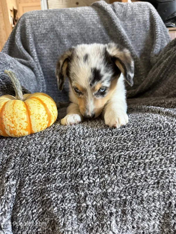 Pink collar – Pembroke Welsh Corgi puppy for sale in Alamosa, CO