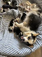 Pink Collar tri, a female Pembroke Welsh Corgi for sale in Alamosa, CO – 5 of 7