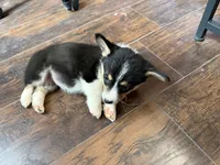 Pink Collar tri, a female Pembroke Welsh Corgi for sale in Alamosa, CO – 4 of 7