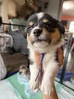 Purple collar, a female Pembroke Welsh Corgi for sale in Alamosa, CO – 2 of 2