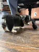 Blue collar"chunk", a male Pembroke Welsh Corgi for sale in Alamosa, CO – 5 of 6