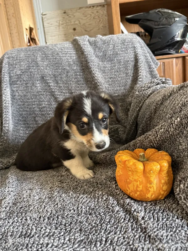 Light blue collar – Pembroke Welsh Corgi puppy for sale in Alamosa, CO