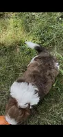 Unnamed, a male Cavapoo and Shichon for sale in West Memphis, AR – 7 of 8