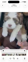 Unnamed, a male Cavapoo and Shichon for sale in West Memphis, AR – 6 of 8