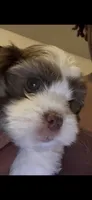 Unnamed, a male Cavapoo and Shichon for sale in West Memphis, AR – 5 of 8