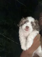 Unnamed, a male Cavapoo and Shichon for sale in West Memphis, AR – 2 of 8