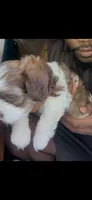 Unnamed, a male Cavapoo and Shichon for sale in West Memphis, AR – 3 of 8