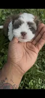 Unnamed, a male Cavapoo and Shichon for sale in West Memphis, AR – 4 of 8
