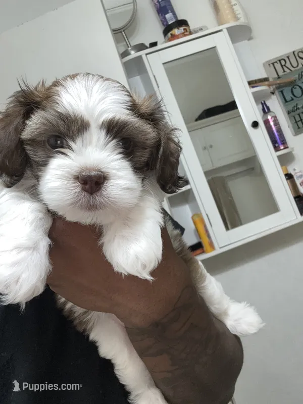 Unnamed – Cavapoo, Shichon puppy for sale in West Memphis, AR