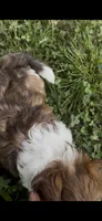 Unnamed, a male Cavapoo and Shichon for sale in West Memphis, AR – 8 of 8