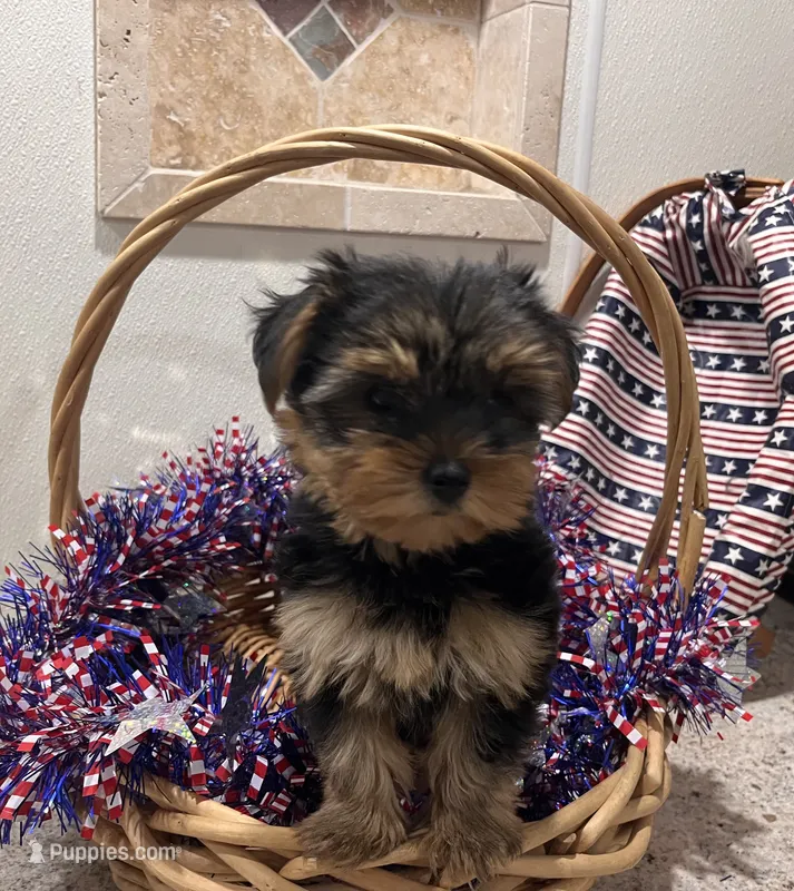 Chloe  – Yorkshire Terrier puppy for sale in Wingate, NC
