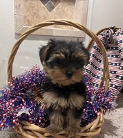 Chloe , a female Yorkshire Terrier for sale in Wingate, NC – 1 of 3