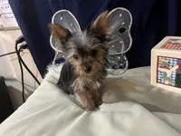 Courage, a male Yorkshire Terrier for sale in Wingate, NC – Photo 3 of 5