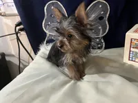 Courage, a male Yorkshire Terrier for sale in Wingate, NC – Photo 2 of 5