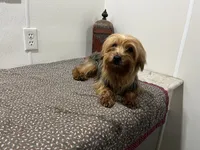 Bambi, a female Yorkshire Terrier for sale in Wingate, NC – Photo 1 of 2