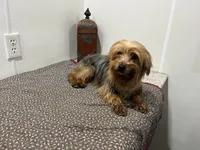 Bambi, a female Yorkshire Terrier for sale in Wingate, NC – Photo 2 of 2