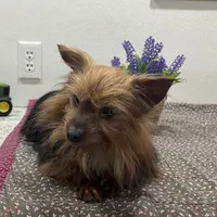 Sugar Maple, a female Yorkshire Terrier for sale in Wingate, NC – Photo 2 of 4