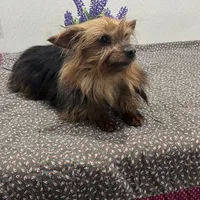 Sugar Maple, a female Yorkshire Terrier for sale in Wingate, NC – Photo 1 of 4