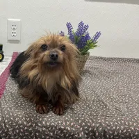 Sugar Maple, a female Yorkshire Terrier for sale in Wingate, NC – Photo 4 of 4