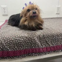 Sugar Maple, a female Yorkshire Terrier for sale in Wingate, NC – Photo 3 of 4