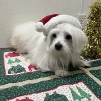 Snowflake, a male Maltese for sale in Wingate, NC – Photo 2 of 9