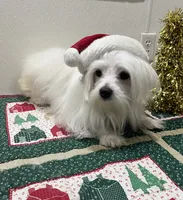 Snowflake, a male Maltese for sale in Wingate, NC – Photo 2 of 9