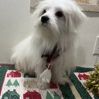 Snowflake, a male Maltese for sale in Wingate, NC – Photo 8 of 9