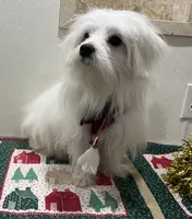 Snowflake, a male Maltese for sale in Wingate, NC – Photo 8 of 9