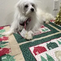 Snowflake, a male Maltese for sale in Wingate, NC – Photo 4 of 9